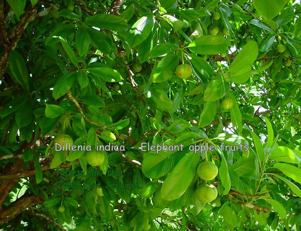 Dillenia indica - Elephant apple fruits