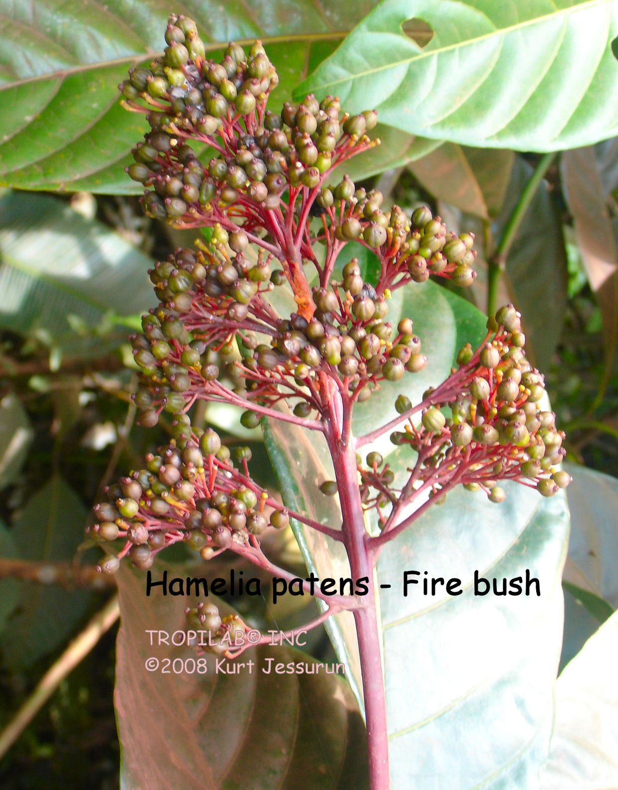 Hamelia patens - Fire bush