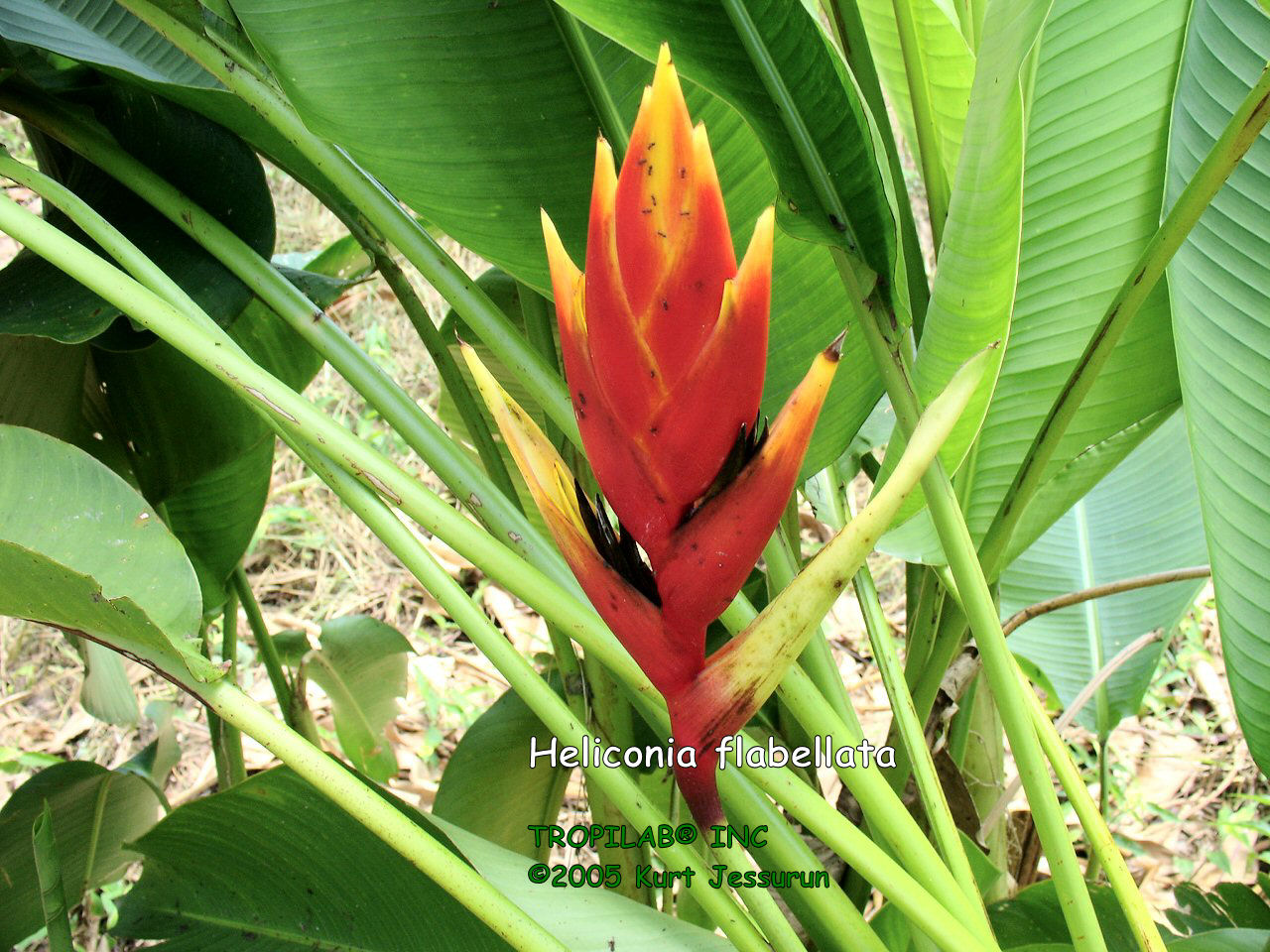 Heliconia flabellata