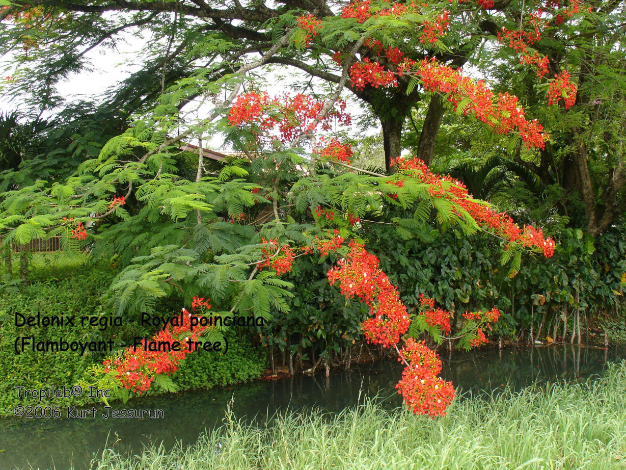 Delonix regia - Royal poinciana