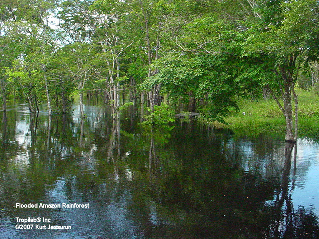 Flooded Amazon rainforest