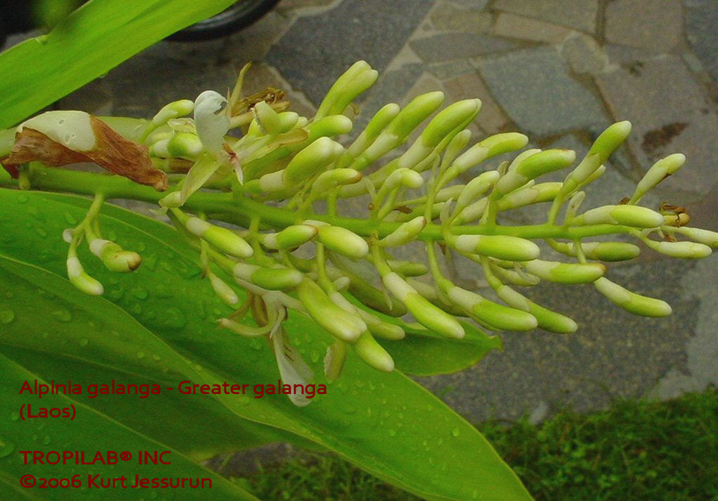 Alpinia galanga (Greater galanga) flower