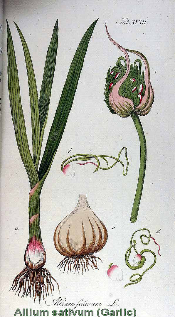 Allium sativum (Garlic)