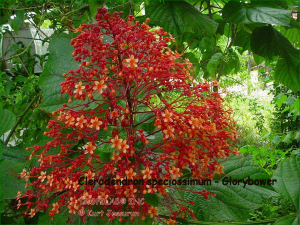 Clerodendron speciossimum - Glorybower