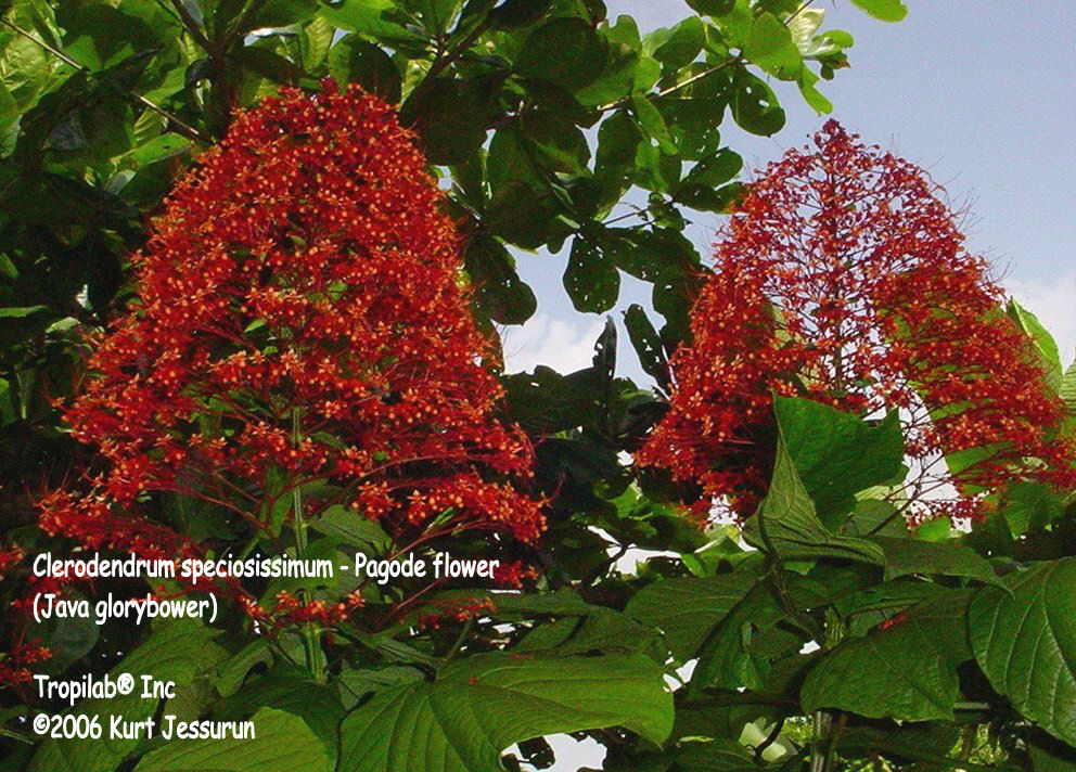 Clerodendron speciossimum - Glorybower