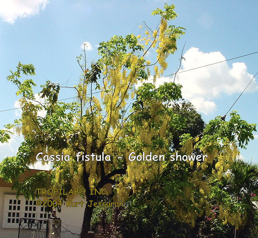 Cassia fistula - Golden shower