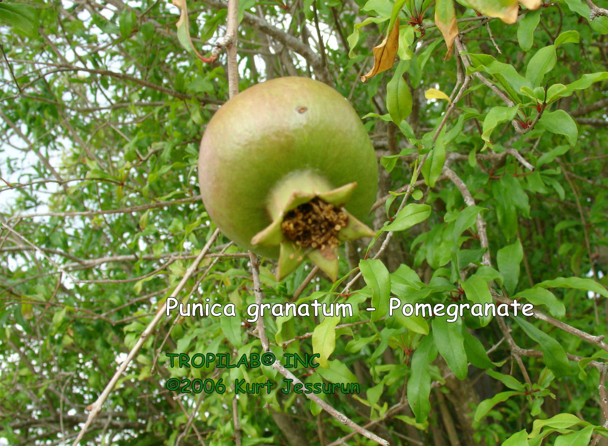 Punica granatum - Pomegranate