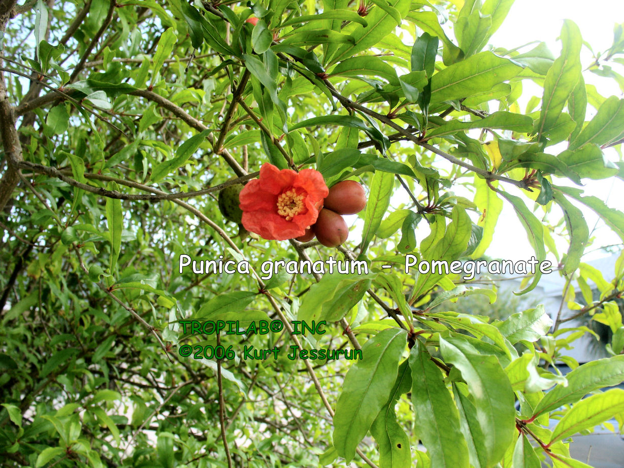 Punica granatum - Pomegranate