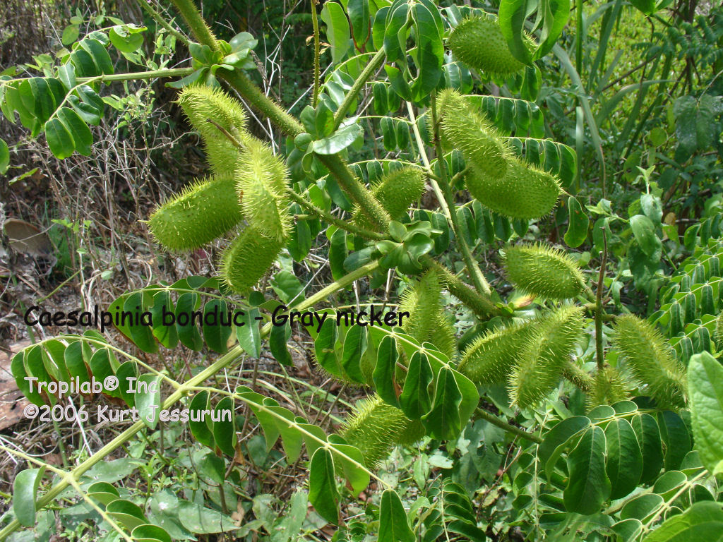 Caesalpinia bonduc - Gray nicker