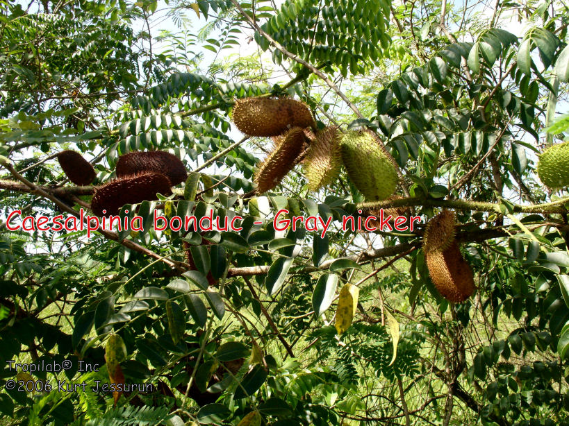 Caesalpinia bonduc - Gray nicker