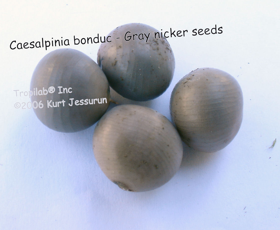 Caesalpinia bonduc - Gray nicker seeds