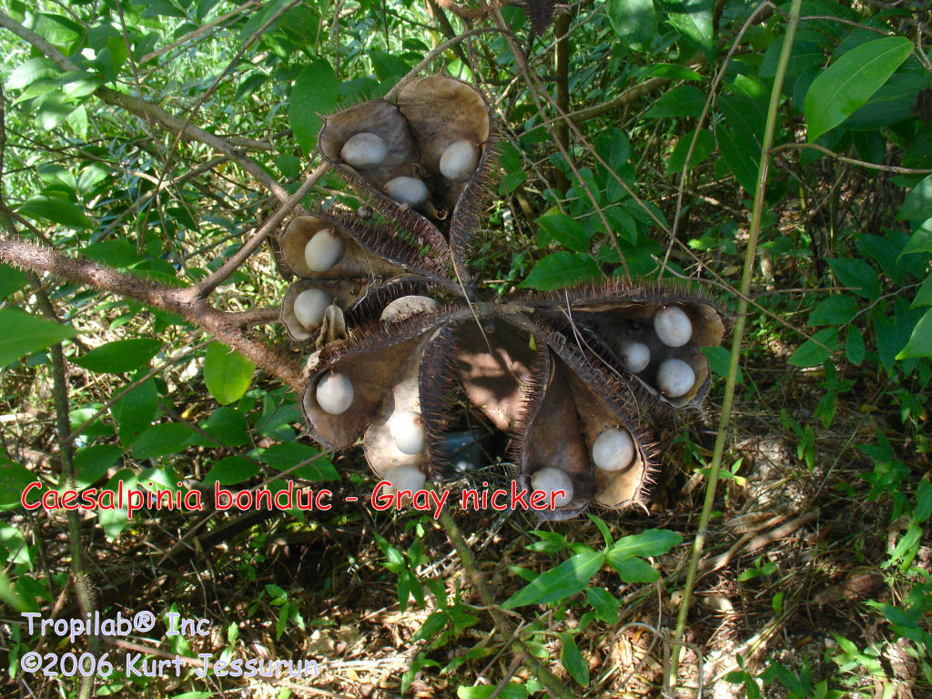 Caesalpinia bonduc - Gray nicker seeds