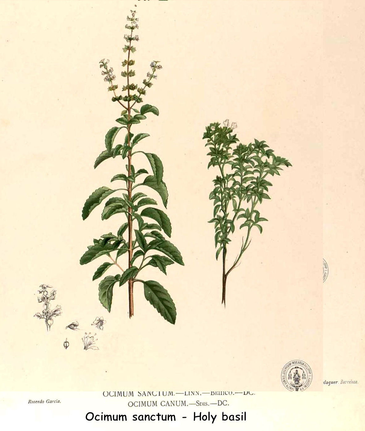 Ocimum Sanctum - Holy basil (Tulsi)