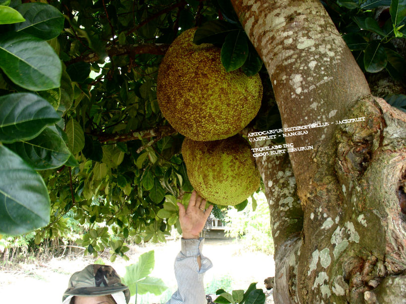 Artocarpus heterophyllus - Jackfruit