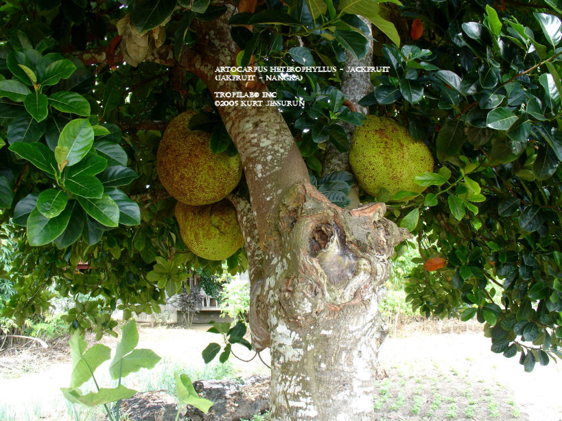 Artocarpus heterophyllus - Jackfruit