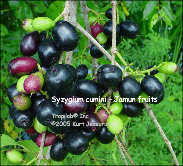 Syzygium cumini - Jamun