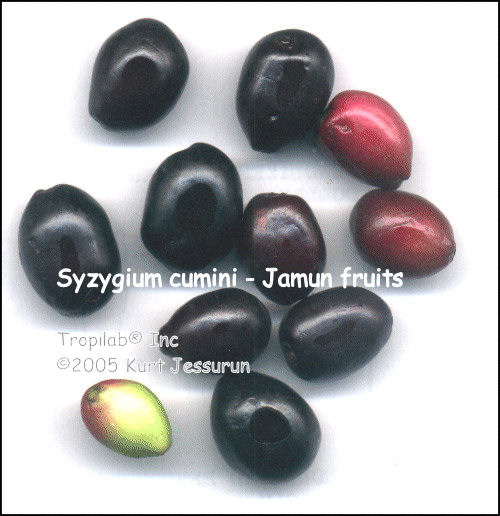 Syzygium cumini - Jamun