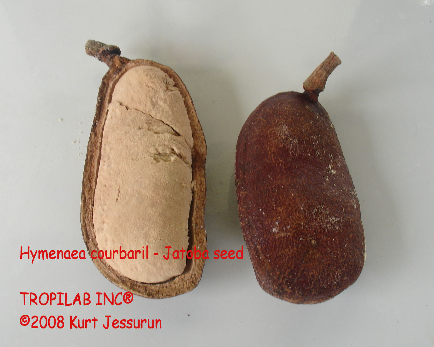 Hymenaea courbaril -jatoba seed - TROPILAB