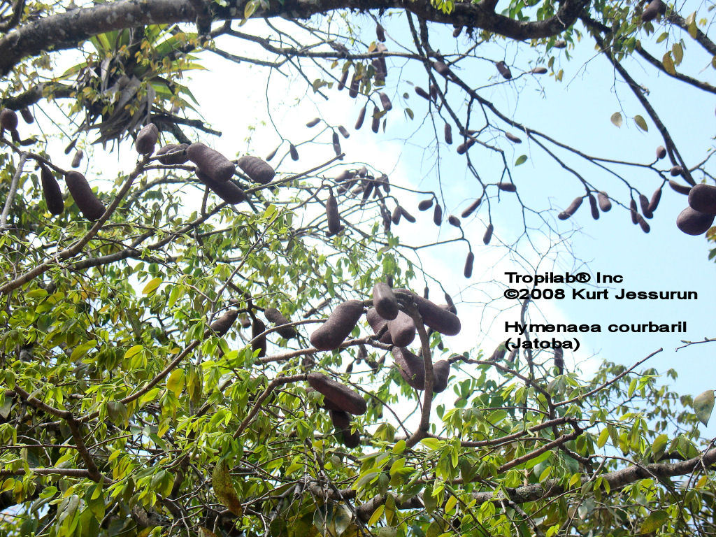 Hymenaea courbaril (Jatoba) seedpods - Tropilab