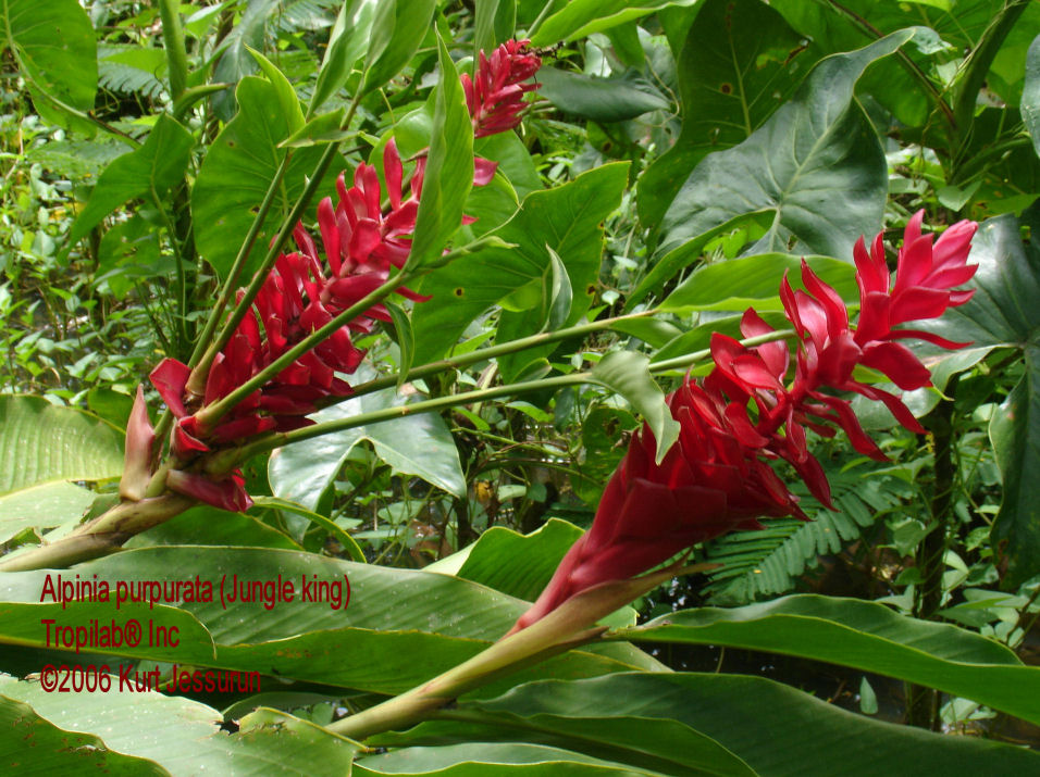 Alpinia purpurata, Red ginger