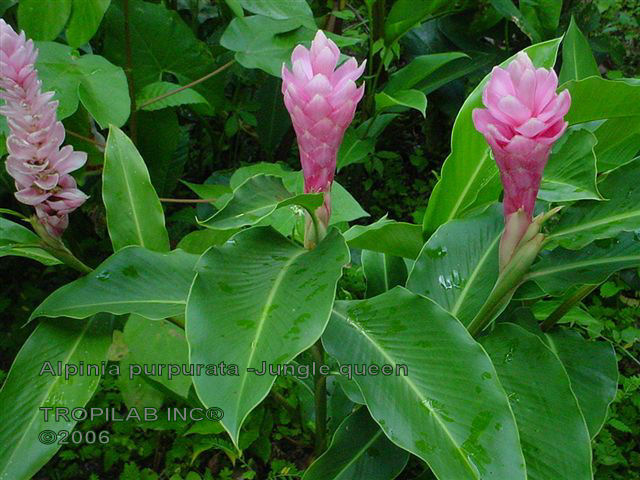 Alpinia purpurata, Jungle Queen