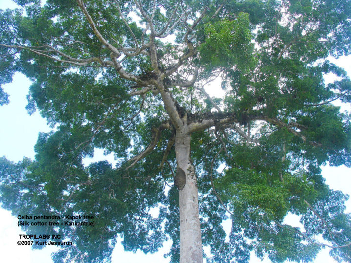 Ceiba pentandra - Kapok tree