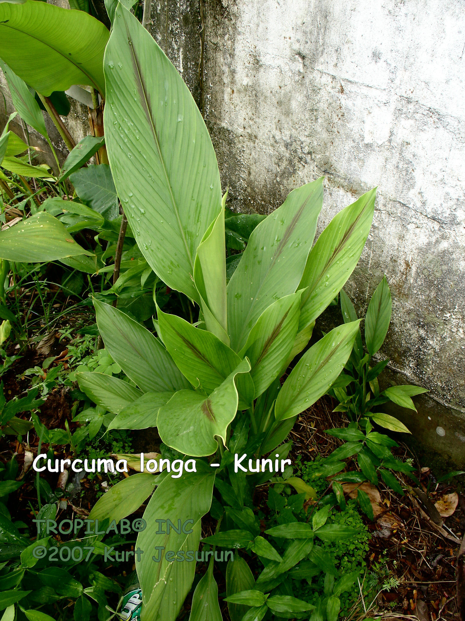 Curcuma longa - Kunir