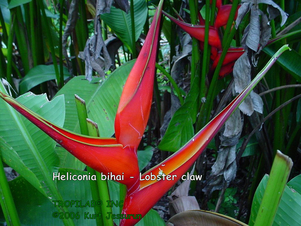 Heliconia bihai - Lobster claw