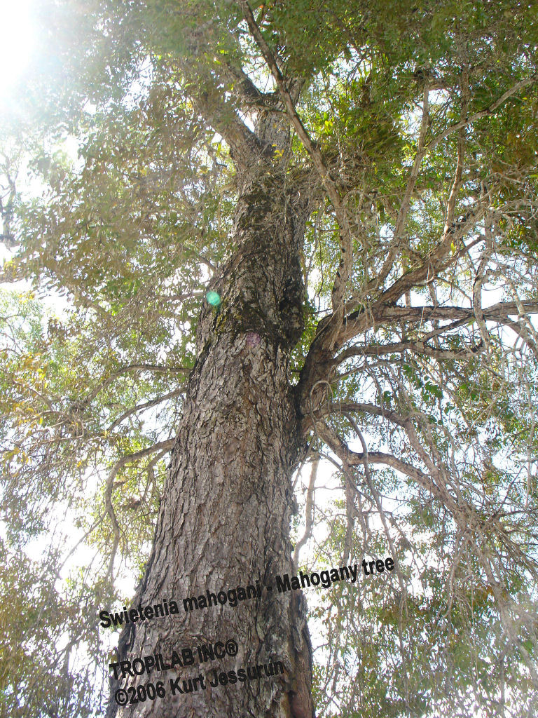 Swietenia mahogani tree