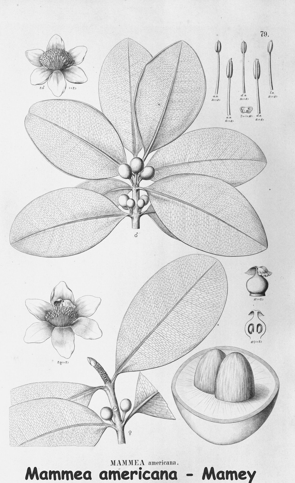 Mammea americana - Mamey