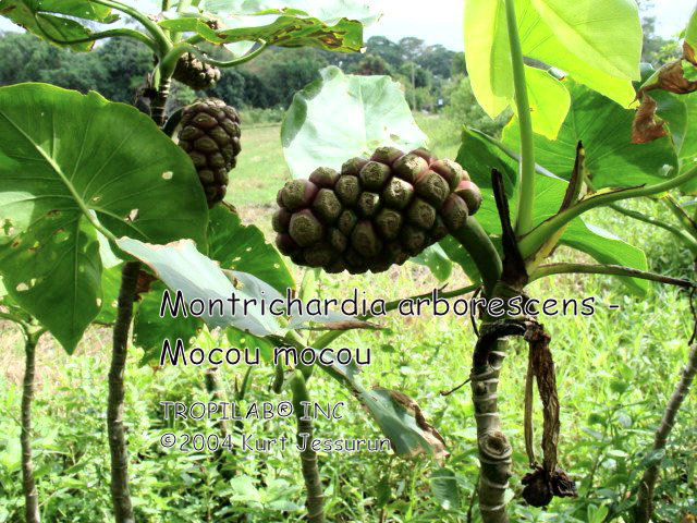 Montrichardia arborescens - Mocou mocou fruit