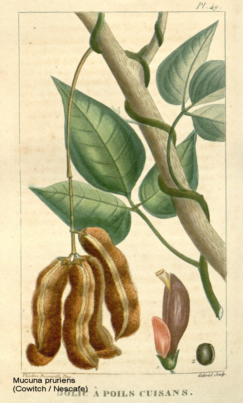 Mucuna pruriens