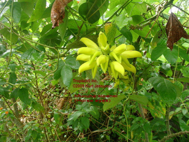 Mucuna sloanei flower