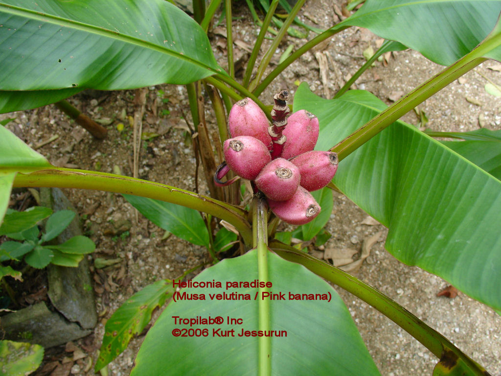 Musa velutina - Heliconia paradise