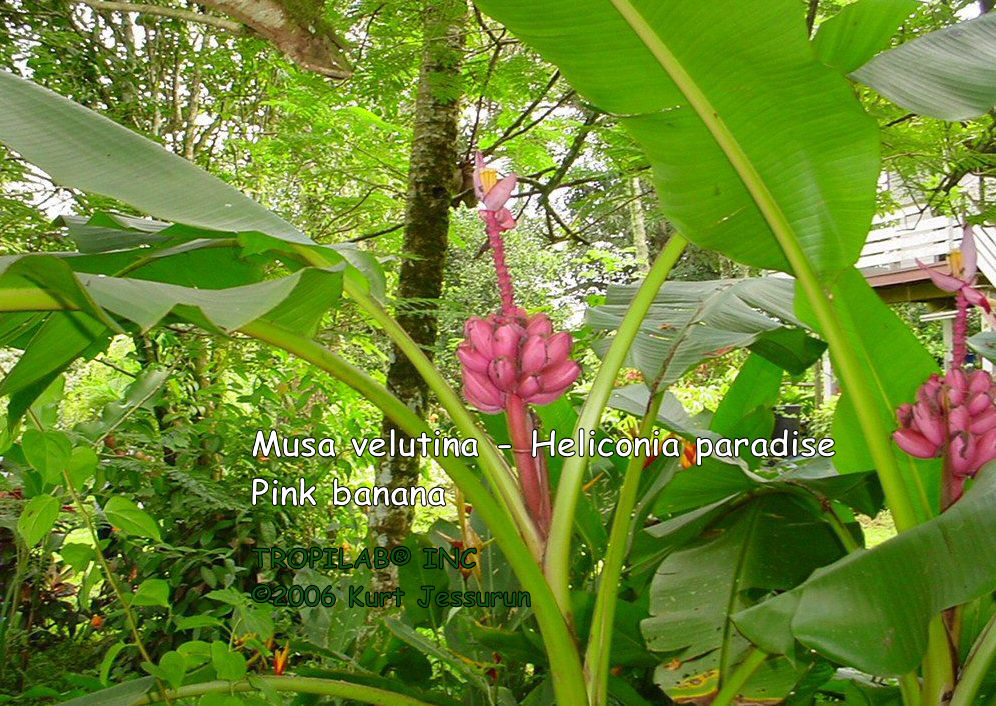 Musa velutina - Heliconia paradise