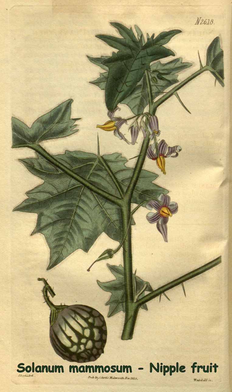 Solanum mammosum - Nipple fruit