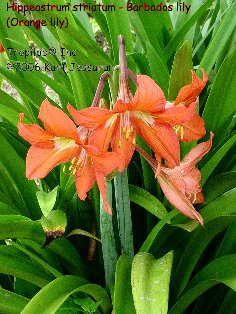 Hippeastrum striatum - Barbados lily