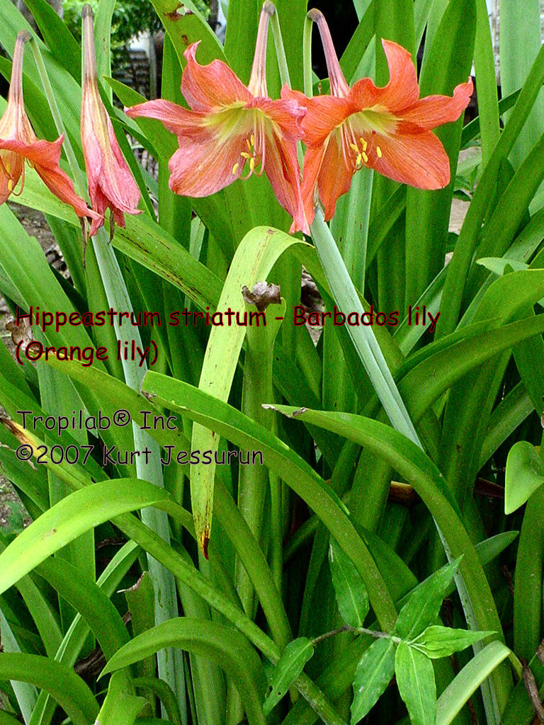 Hippeastrum striatum - Barbados lily