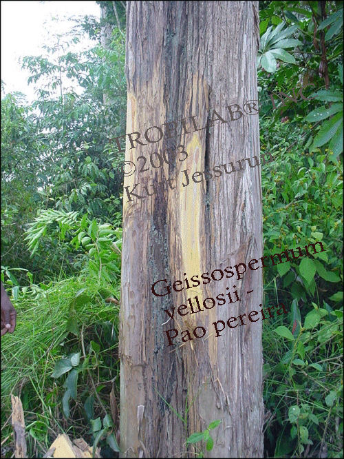 Geissospermum vellosii-Pao pereira tree. Used as an alternative therapy for many cancers; alone or in combination with cancer
 drugs. The extract from the bitter inner-bark, seems to effectively suppress the proliferation of HIV, herpes viruses, cancer and leukemia cells