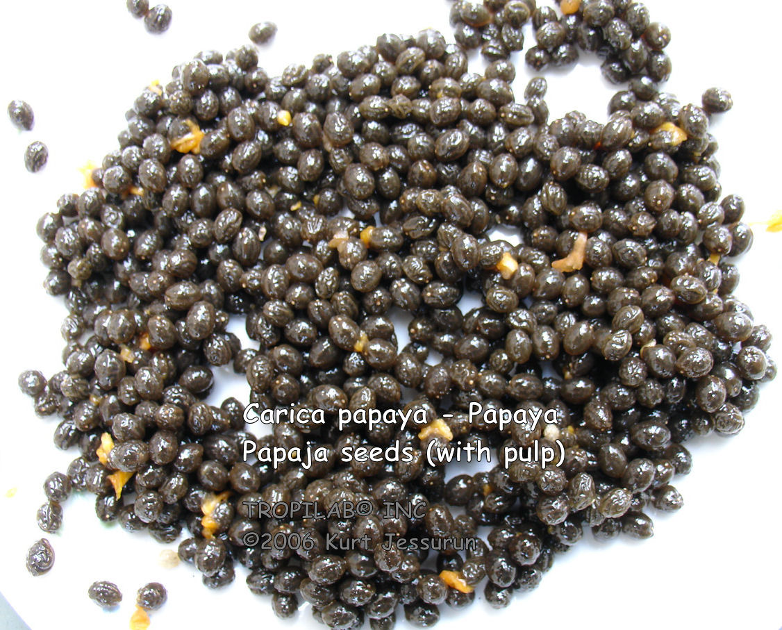 Carica papaya (Papaya) seeds with pulp