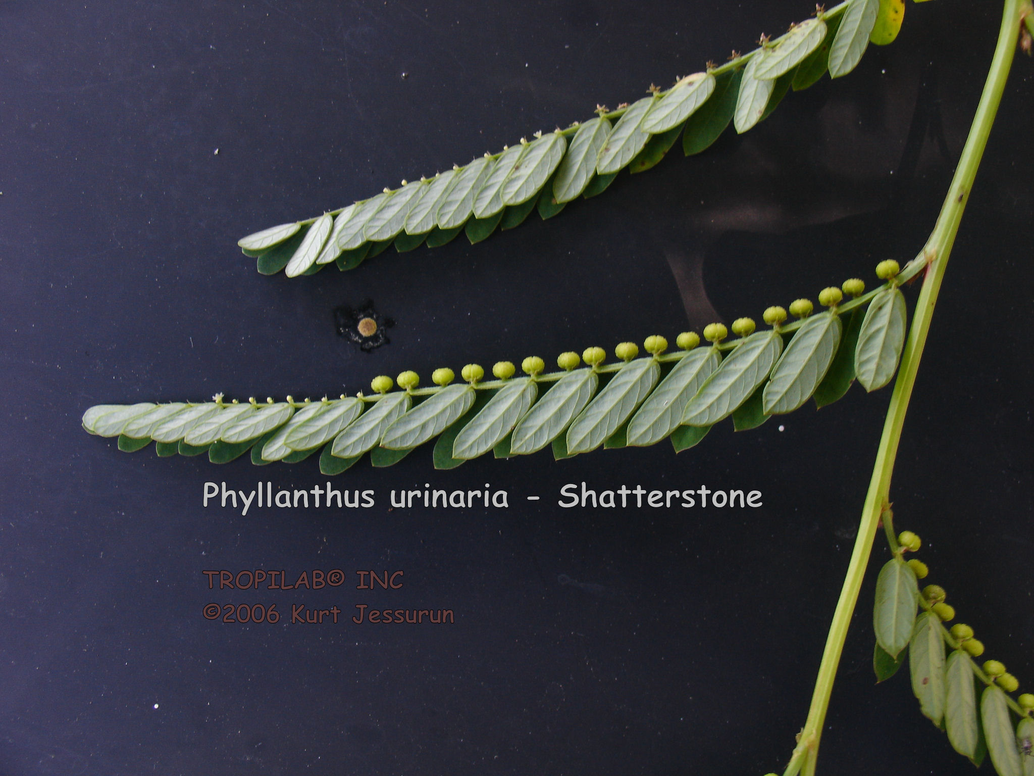 Phyllanthus urinaria