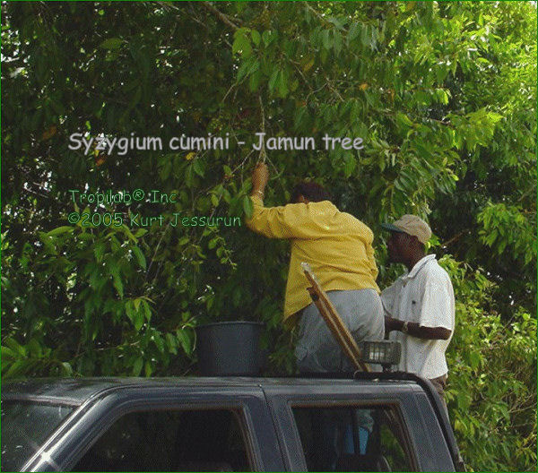 Syzygium cumini - Jamun