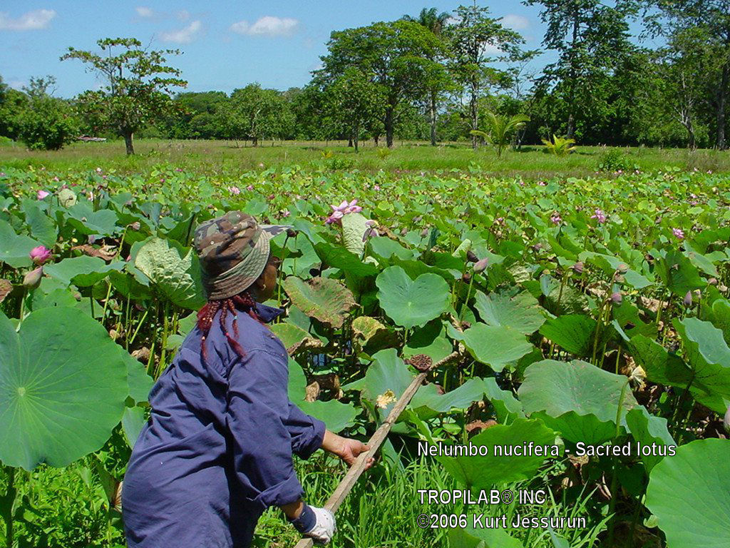 Collecting Nelumbo nucifera flowers