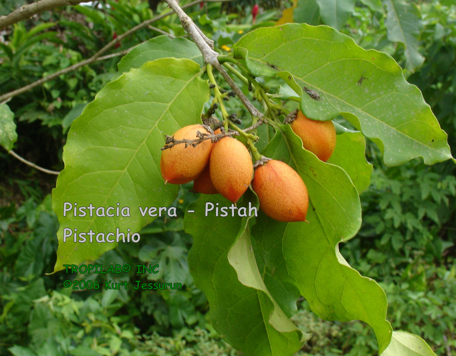 Pistacia vera - Pistah