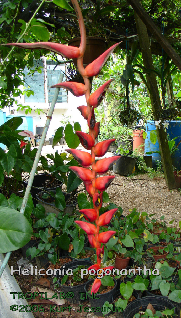 Heliconia pogonantha