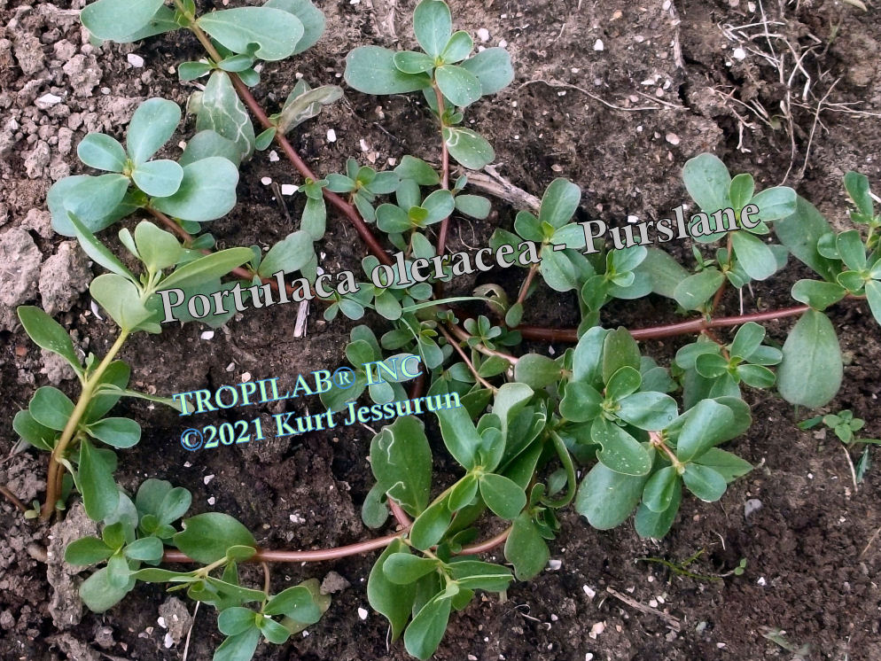 Portulaca oleracea - Purslane - Tropilab