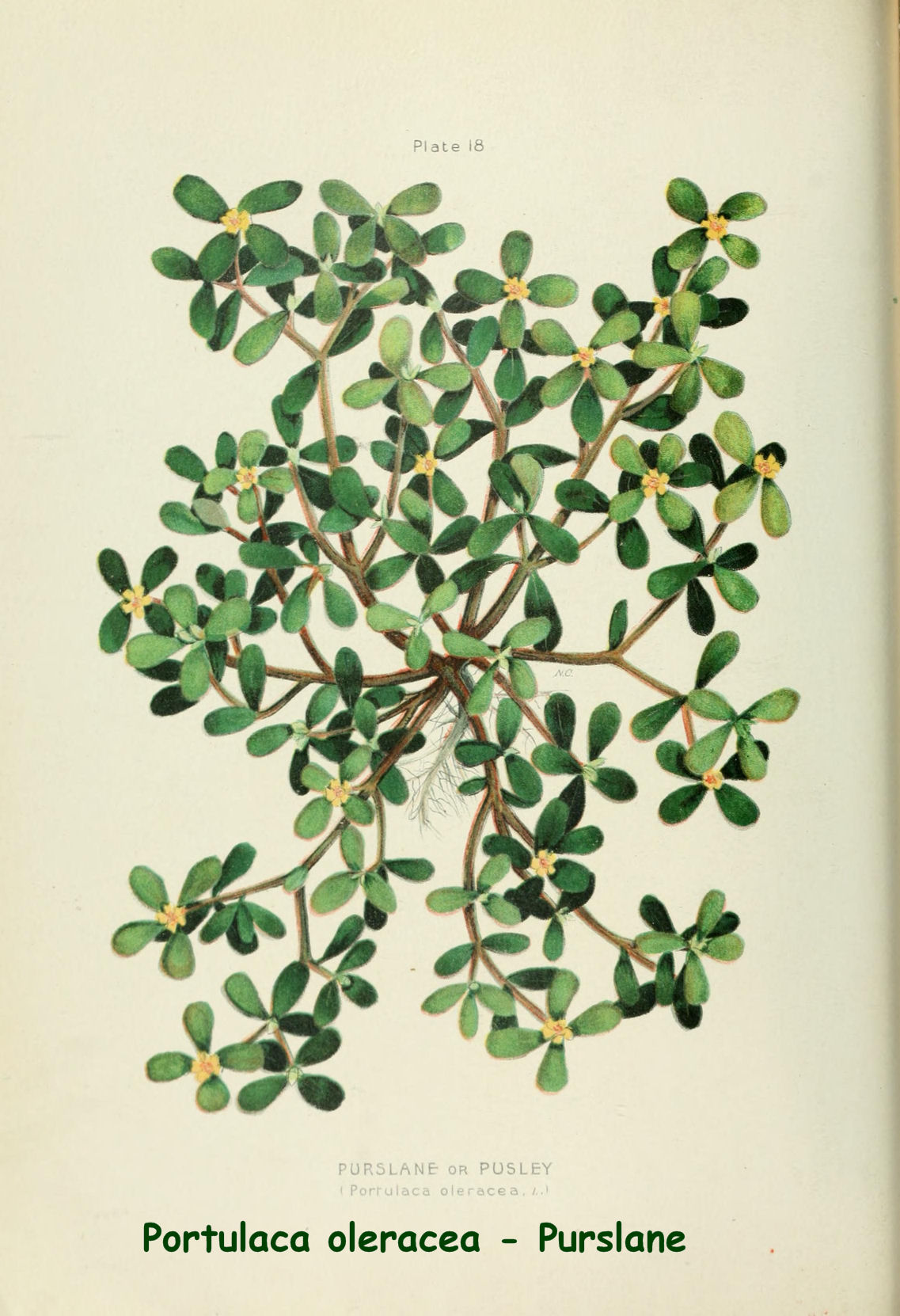 Portulaca oleracea - Purslane