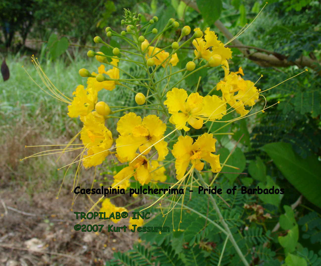 Caesalpinia pulcherrima - Pride of Barbados