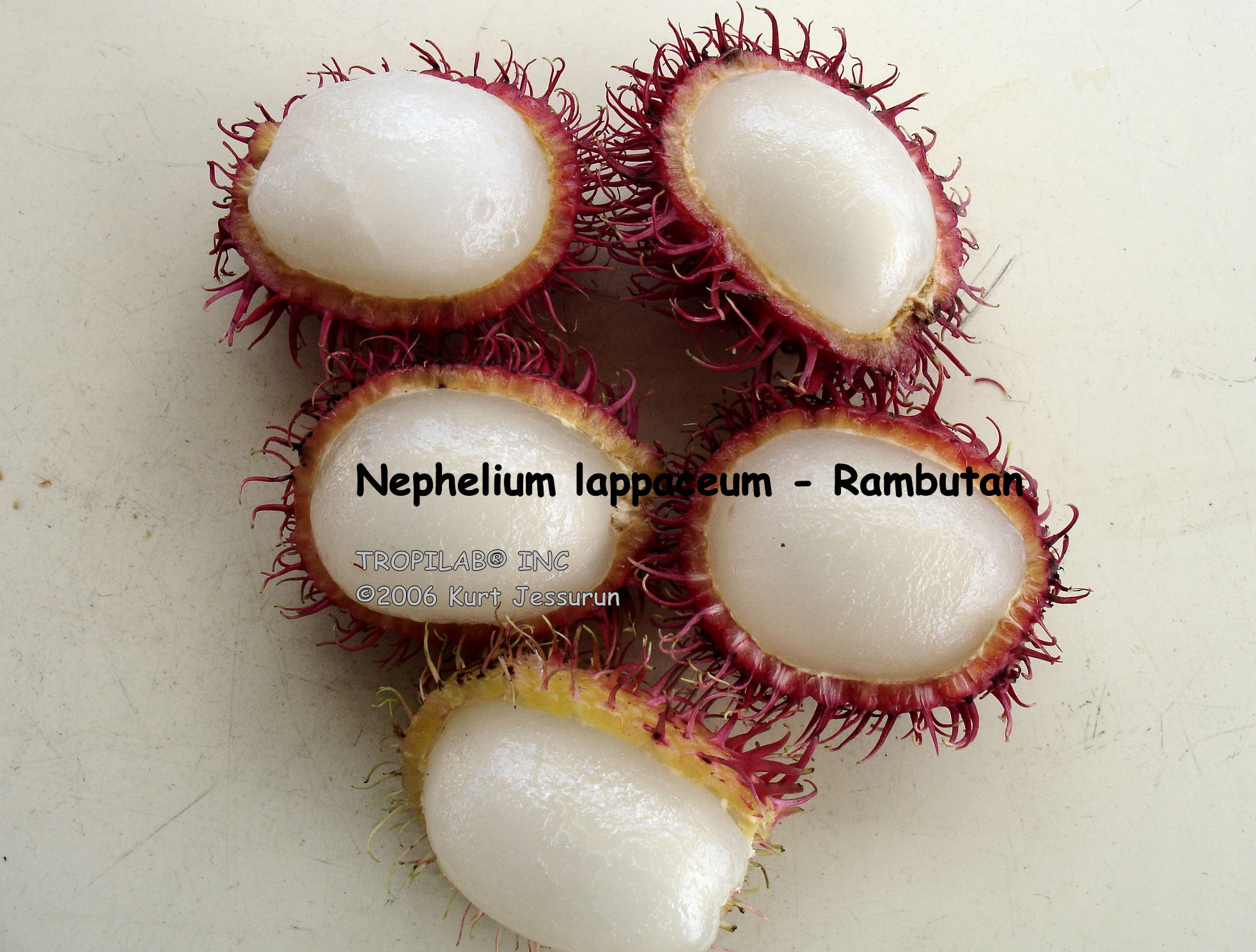 Nephelium lappaceum - Rambutan