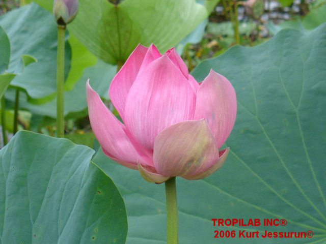 Nelumbo nucifera flower